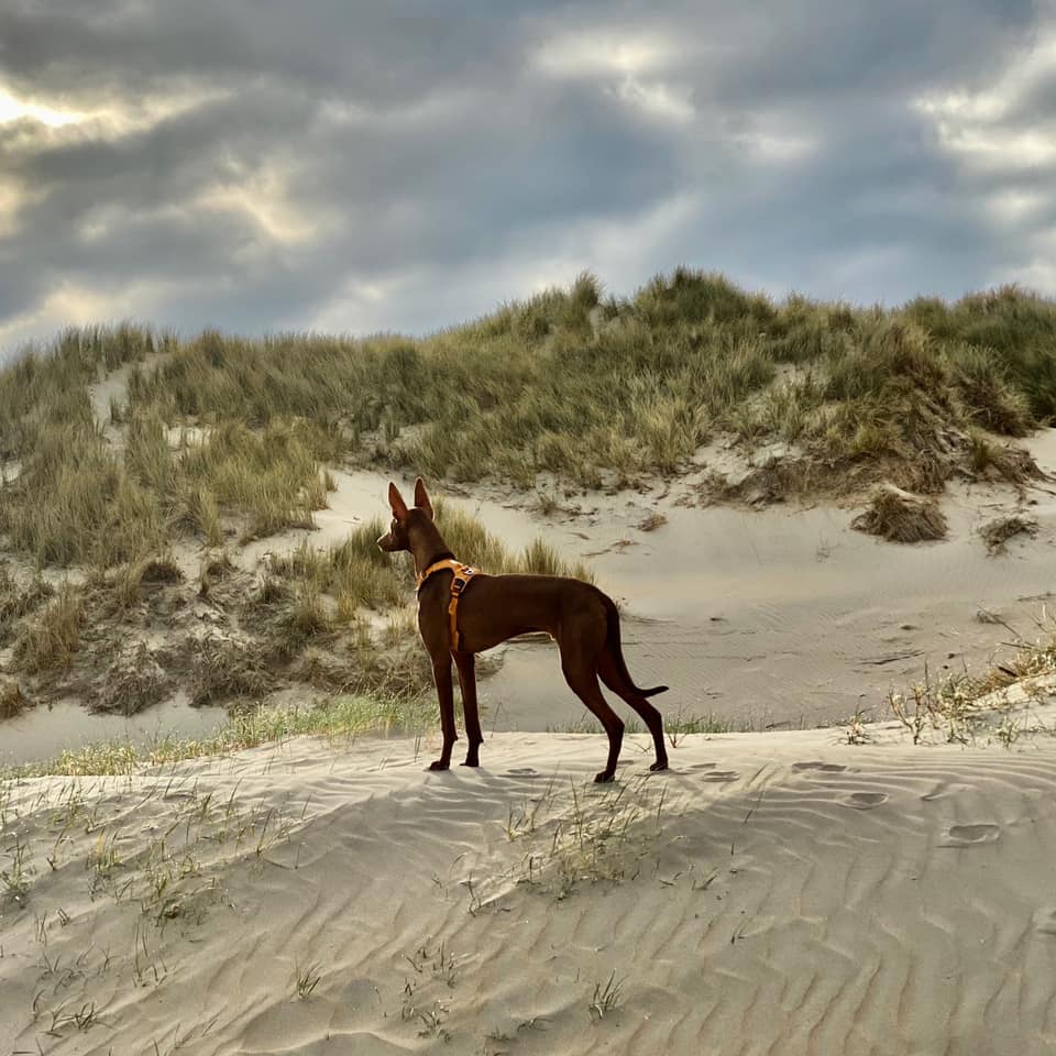 Filos op strand 